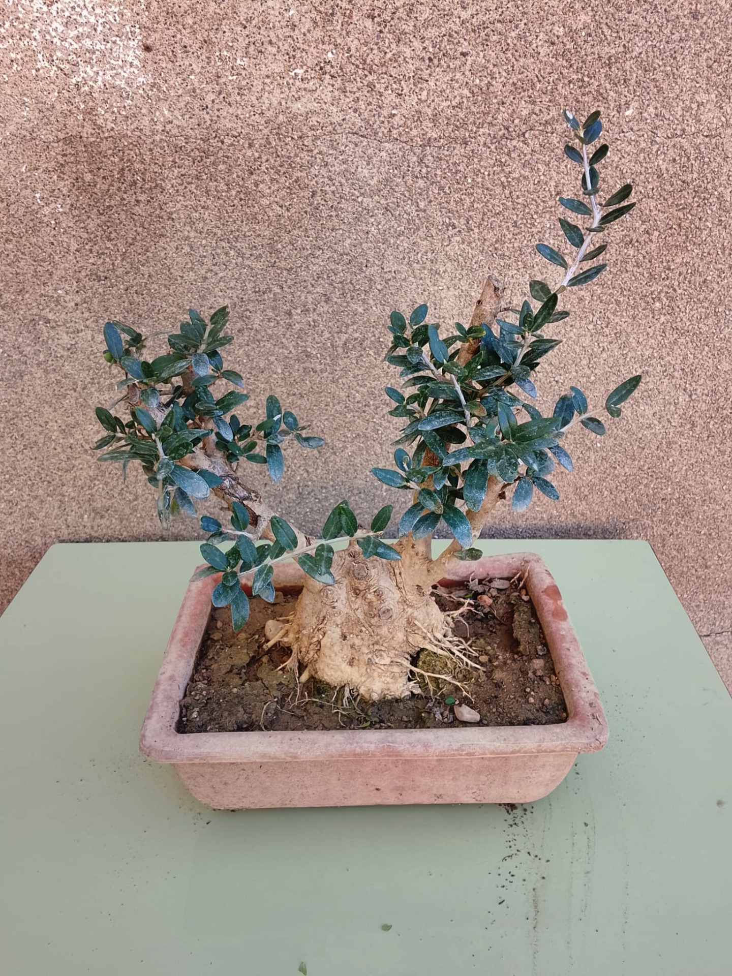 bonsai de olivo milenario